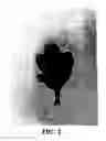 Fig. 03 - Chrysanthemum plant named 'Chamidi'