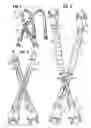 Fig. 02 - SUSPENDERS