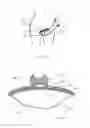 Fig. 10 - Disposable urine collection device
