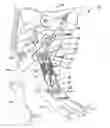 Fig. 01 - Clutch pedal mechanism with variable resistive force