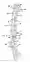 Fig. 03 - Bow riser