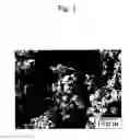 Fig. 02 - Aluminate phosphor and process for producing the same