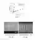 Fig. 06 - Nanowire array and nanowire solar cells and methods for forming the same