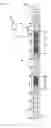 Fig. 02 - Method for producing a pellet from a fiber-filled resin composition and injection-molded products thereof