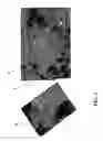 Fig. 02 - High resolution display apparatus and methods