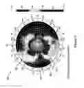 Fig. 06 - Method of eye examination by optical coherence tomography
