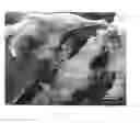 Fig. 07 - Method of treating periodontitis and of reducing dentinal sensitivity