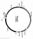 Fig. 06 - Method For Constructing Recombinant Herpes Simplex Virus
