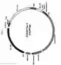 Fig. 07 - Method For Constructing Recombinant Herpes Simplex Virus