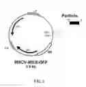 Fig. 05 - RECOMBINANT PERFORIN, EXPRESSION AND USES THEREOF