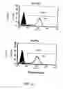 Fig. 16 - RECOMBINANT PERFORIN, EXPRESSION AND USES THEREOF