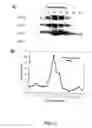 Fig. 19 - RECOMBINANT PERFORIN, EXPRESSION AND USES THEREOF