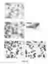 Fig. 20 - RECOMBINANT PERFORIN, EXPRESSION AND USES THEREOF