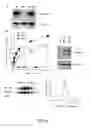 Fig. 26 - RECOMBINANT PERFORIN, EXPRESSION AND USES THEREOF