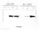 Fig. 27 - RECOMBINANT PERFORIN, EXPRESSION AND USES THEREOF