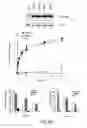 Fig. 30 - RECOMBINANT PERFORIN, EXPRESSION AND USES THEREOF