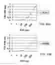 Fig. 43 - MHC-peptide complex binding ligands