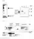Fig. 02 - Gene encoding a guanine nucleotide exchange factor and the gene product thereof
