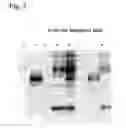 Fig. 04 - Assay for the separation and quantification of hemagglutinin antigens
