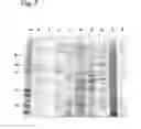 Fig. 06 - Assay for the separation and quantification of hemagglutinin antigens