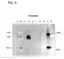 Fig. 07 - Assay for the separation and quantification of hemagglutinin antigens