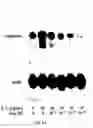 Fig. 06 - Soft tissue implants and drug combination compositions, and use thereof