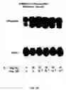 Fig. 07 - Soft tissue implants and drug combination compositions, and use thereof