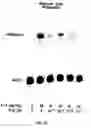 Fig. 08 - Soft tissue implants and drug combination compositions, and use thereof