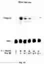 Fig. 09 - Soft tissue implants and drug combination compositions, and use thereof