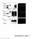 Fig. 02 - Proteins of natural origin and materials made therefrom