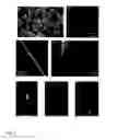 Fig. 06 - Proteins of natural origin and materials made therefrom