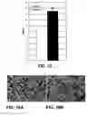 Fig. 07 - Methods and compositions for nerve regeneration