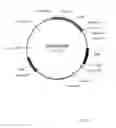 Fig. 07 - PHYTASE ACTIVE YEAST