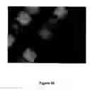 Fig. 42 - Method of self-assembly and optical applications of crystalline colloidal patterns on substrates