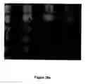 Fig. 44 - Method of self-assembly and optical applications of crystalline colloidal patterns on substrates