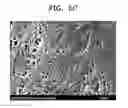 Fig. 06 - POLYMER MEMBRANE, METHOD OF PREPARING THE SAME AND FUEL CELL EMPLOYING THE SAME