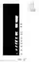 Fig. 28 - Process for detecting or quantifying more than one nucleic acid in library via terminal attachment of non-inherent universal detection targets to nucleic acid copies produced thereby