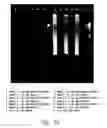 Fig. 32 - Process for detecting or quantifying more than one nucleic acid in library via terminal attachment of non-inherent universal detection targets to nucleic acid copies produced thereby