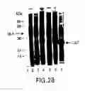 Fig. 37 - METHODS AND COMPOSITIONS FOR SYNTHESIS OF NUCLEIC ACID MOLECULES USING MULTIPLE RECOGNITION SITES