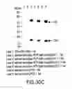 Fig. 40 - METHODS AND COMPOSITIONS FOR SYNTHESIS OF NUCLEIC ACID MOLECULES USING MULTIPLE RECOGNITION SITES