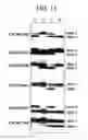 Fig. 24 - Rapid analysis of variations in a genome