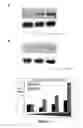 Fig. 05 - DETECTION OF PHOSPHORYLATED eIF2-alpha AS A DIAGNOSTIC TEST FOR EFFICACY AND SENSITIVITY OF TRANSLATION INITIATION INHIBITORS IN THE TREATMENT OF CANCER AND OTHER PROLIFERATIVE DISEASES