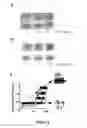 Fig. 09 - DETECTION OF PHOSPHORYLATED eIF2-alpha AS A DIAGNOSTIC TEST FOR EFFICACY AND SENSITIVITY OF TRANSLATION INITIATION INHIBITORS IN THE TREATMENT OF CANCER AND OTHER PROLIFERATIVE DISEASES