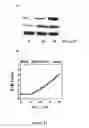 Fig. 14 - DETECTION OF PHOSPHORYLATED eIF2-alpha AS A DIAGNOSTIC TEST FOR EFFICACY AND SENSITIVITY OF TRANSLATION INITIATION INHIBITORS IN THE TREATMENT OF CANCER AND OTHER PROLIFERATIVE DISEASES