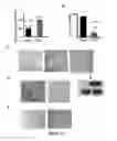 Fig. 15 - DETECTION OF PHOSPHORYLATED eIF2-alpha AS A DIAGNOSTIC TEST FOR EFFICACY AND SENSITIVITY OF TRANSLATION INITIATION INHIBITORS IN THE TREATMENT OF CANCER AND OTHER PROLIFERATIVE DISEASES