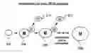 Fig. 01 - Identification of aging genes through large-scale analysis