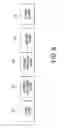 Fig. 10 - Methods For Rapid Genotype Screening