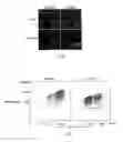 Fig. 08 - Methods and compositions for detecting receptor-ligand interactions in single cells