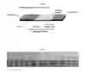 Fig. 02 - Forensic Test for Human Semen