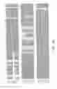 Fig. 14 - Pain signaling molecules